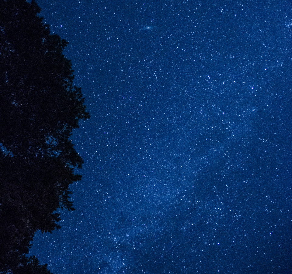 A clear night sky filled with stars, with silhouettes of tree branches visible on the left side.